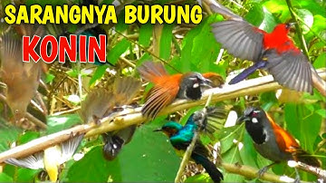Mikat Burung Kolibri Ninja/Konin Disarangnya Sampai Dibikin Repot