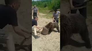 Освобождение застрявшего медведя из железного бидона