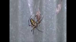 The Itsy Bitsy Spider