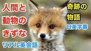 【世界が感動】奇跡の物語！人間と動物のきずな | 英会話を学ぼう | ネイティブ英語が聞き取れる | 英語モチベーション | 自己啓発 | 日本語字幕 | 聞き流し | 英語フレーズ | 英語脳