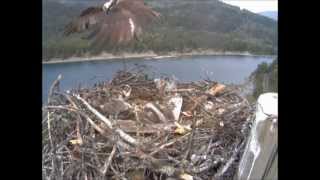 Nelson BC Osprey TR leaves with fish #6 3:00pm PDT 7-11-2015