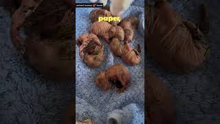 She Nearly Crushed 4 Baby Rabbits Without Knowing Rabbit Story