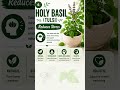 Holy Basil (Tulsi) Reduces Stress. #holybasil #reducestress