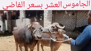 عروض البط البلدي عند الدولي جمعه مباركه عليكم جميعا ١٥/ ٥/ ٢٠٢٦م