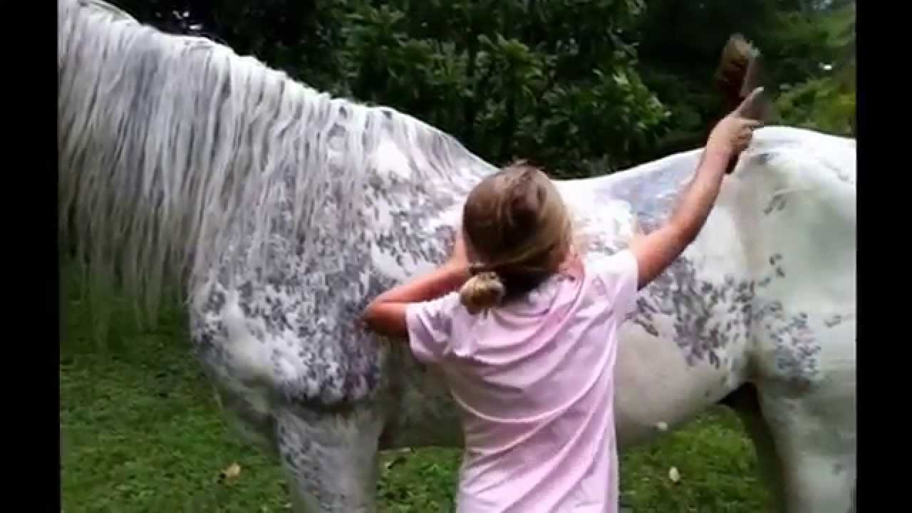 meet the oldest horse alive! - YouTube