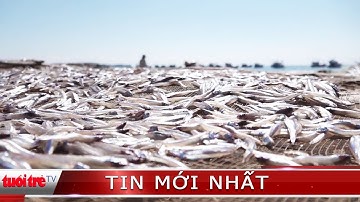 Ngư dân Quảng Ngãi trúng đậm cá cơm gần bờ