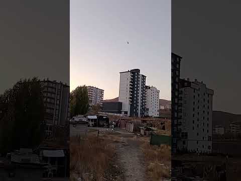 Boz dumanlı dişi