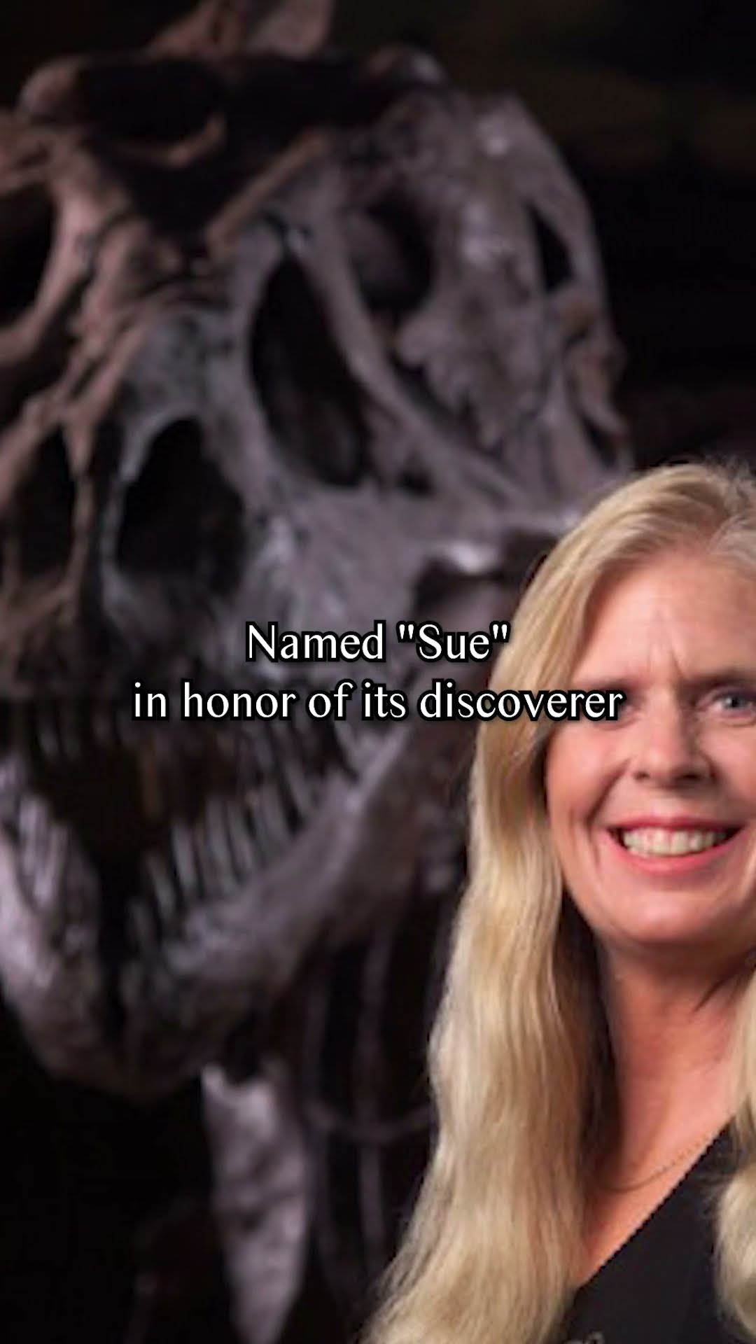 August 12 In History Unearthing The Mighty T rex Sue YouTube August 12 In History Unearthing The Mighty T rex Sue YouTube