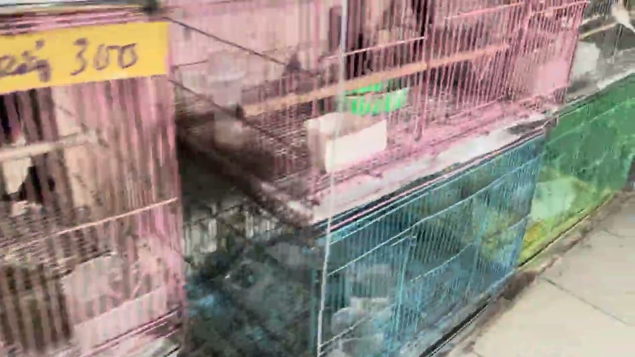 3/3 về  tước Vn ae lh 0909457845)Đc36 Tân Sơn phường 15 Tân Bình 