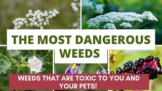 The MOST DANGEROUS Weeds: Weeds that are Toxic to You and your Pets! by Up to Something 2,312 views 10 months ago 11 minutes, 3 seconds