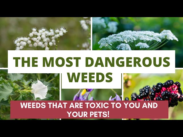 Weeds That Are Dangerous To Dogs