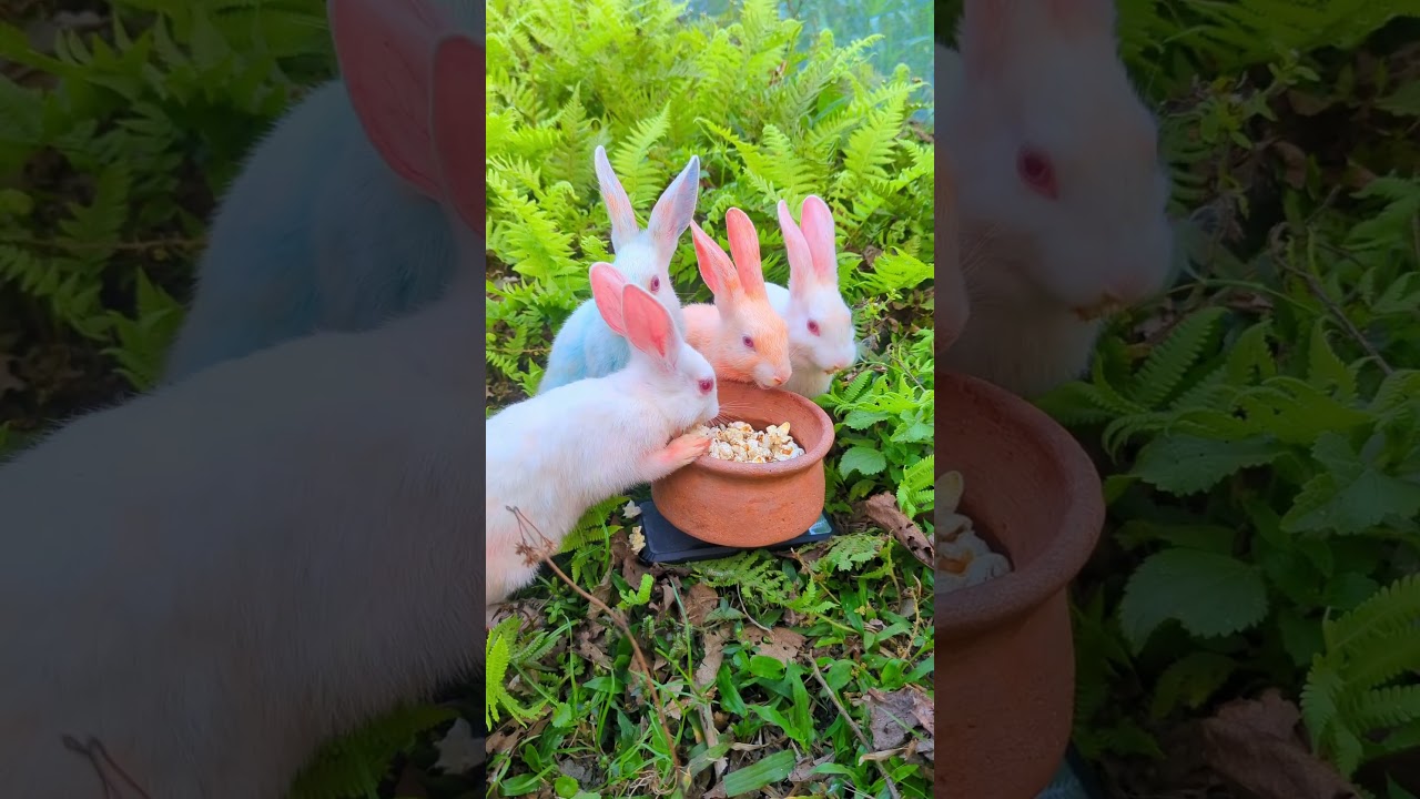 They are so cute 😍 