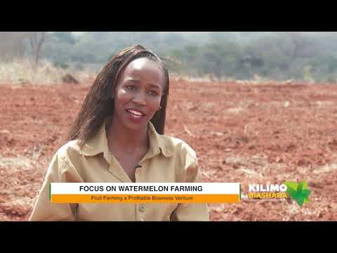 Kilimo na Biashara: Watermelon Farming Kenya | 28 May 2021