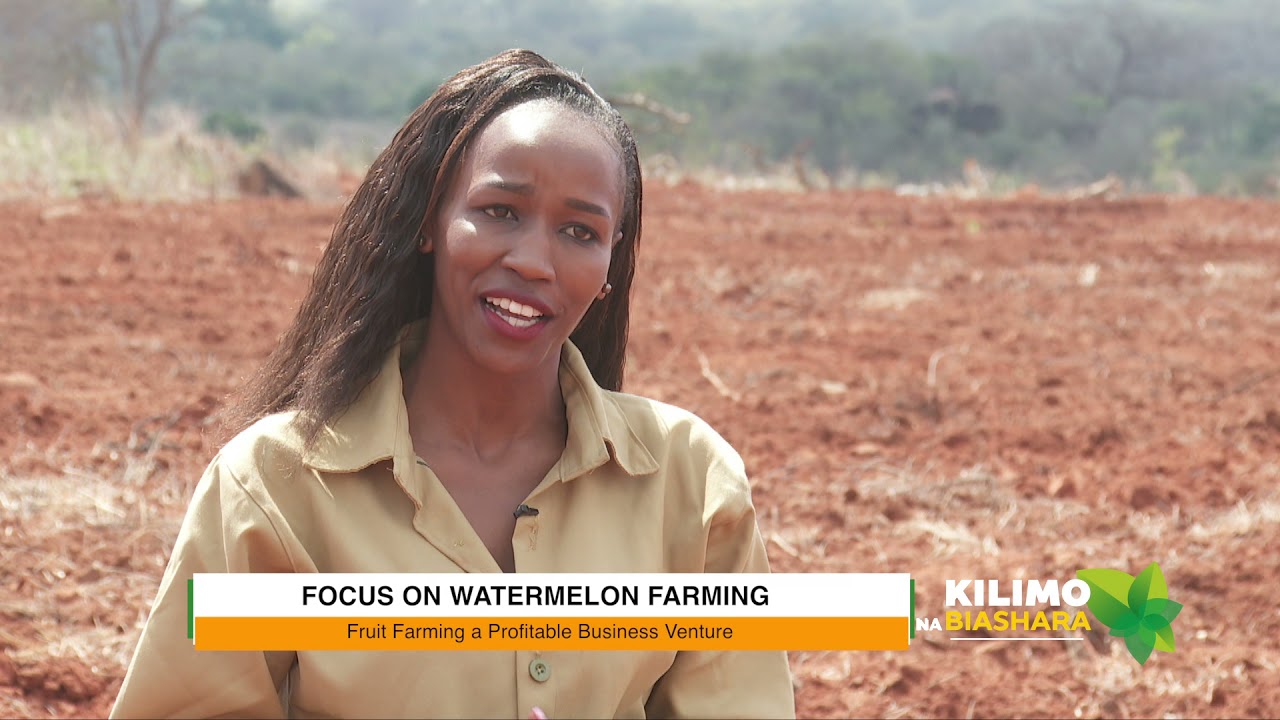 Kilimo na Biashara | Watermelon farming