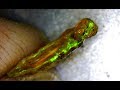 In search of a Gem Stone (Precious Opal)