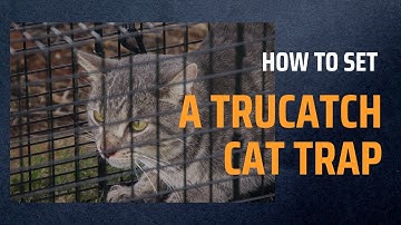 How to set a TruCatch cat trap
