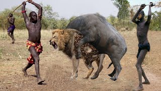 Omg...mother Buffalo Flick Lion Into Air To Rescue Her Baby - Lion Vs Buffalo, Python, Hyena, Impala
