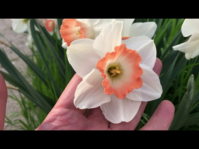 Double Daffodil Bulbs  Colorblends® Wholesale Flowerbulbs