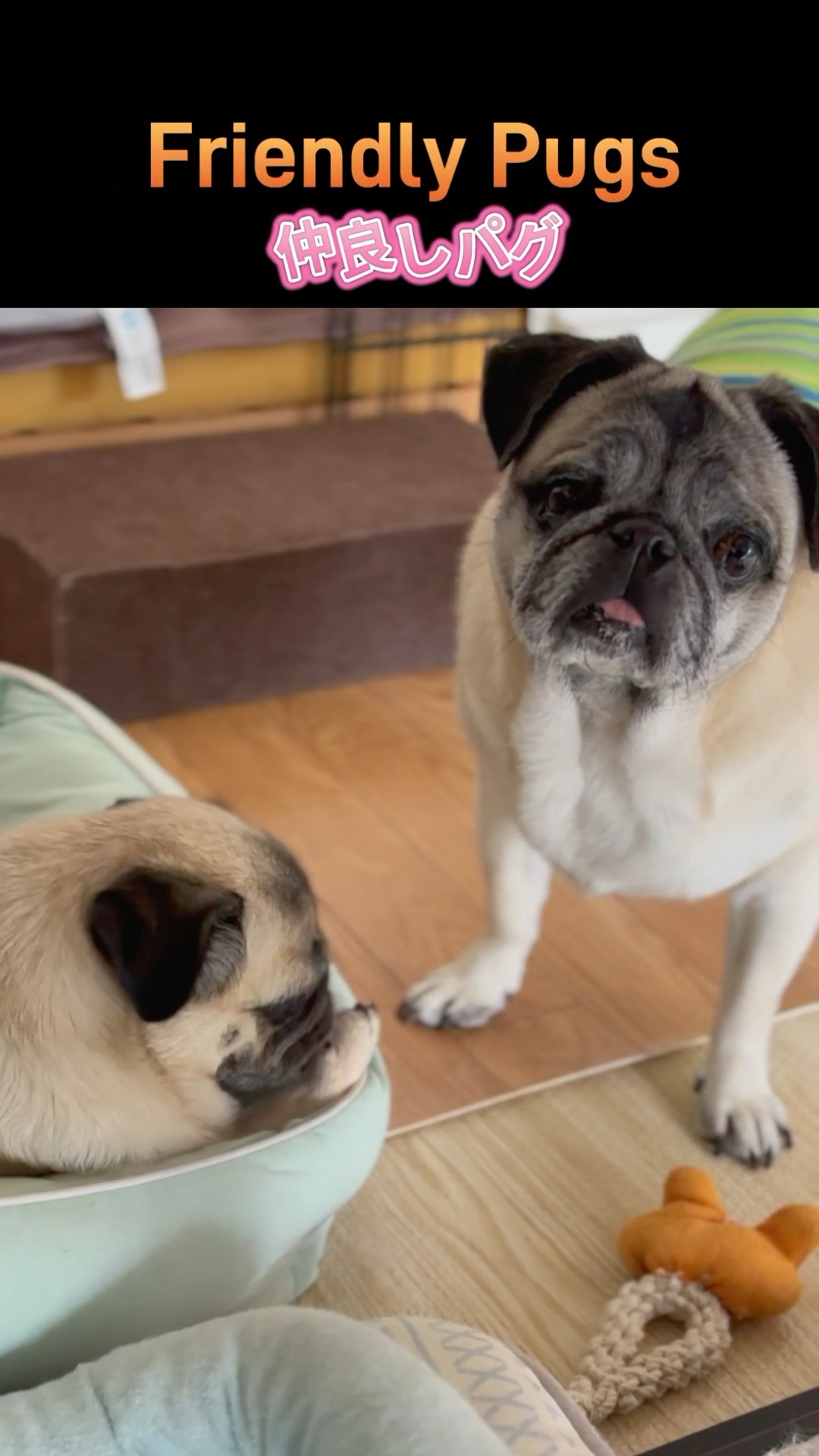 1/6 パグ Pug 犬 「おやすみモード」 うつ伏せ 仰向け 2種 ＆ ベッド 1/6 パグ Pug 犬 「おやすみモード」 うつ伏せ 仰向け 2種