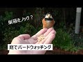 【4K】巣箱をノック＆手からエサ食べました