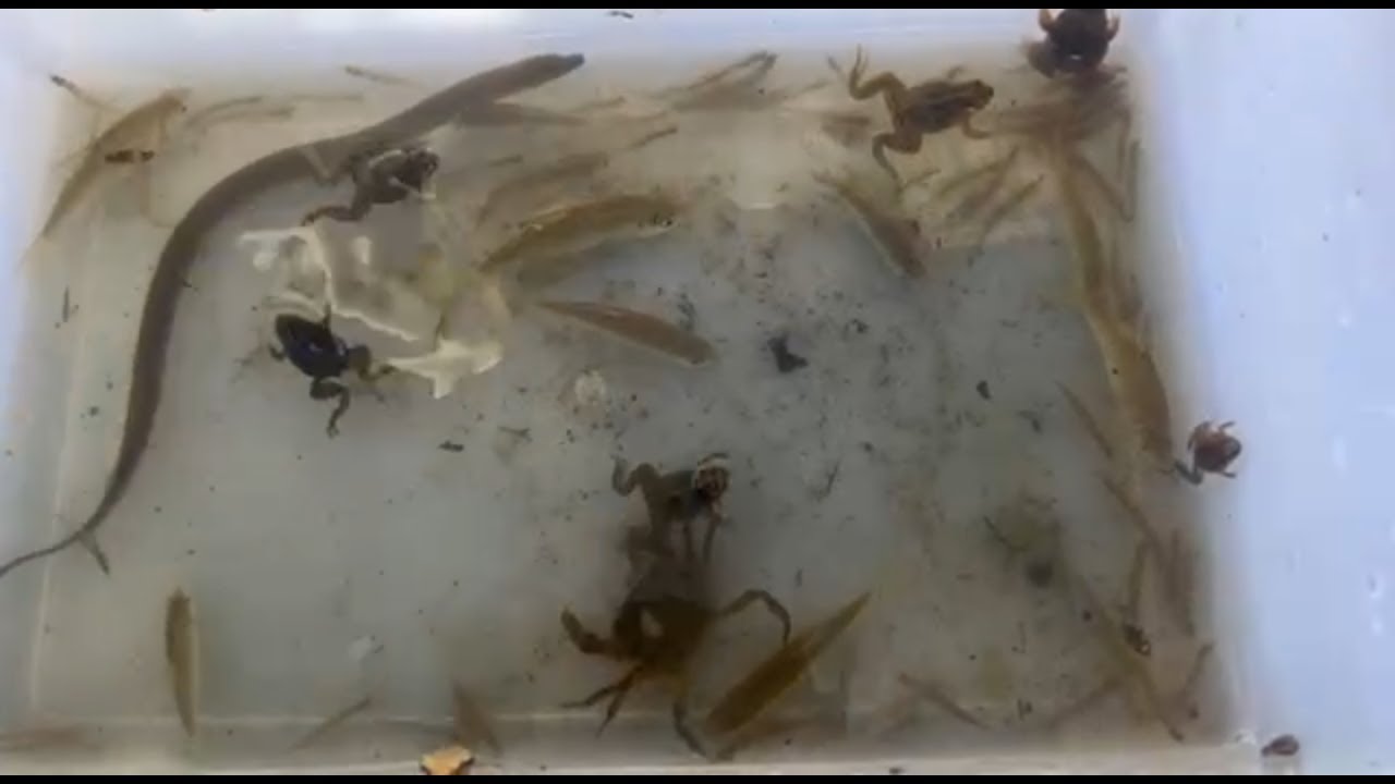 Fish Catching Insect insects kh: catching fish, frogs, eel by hands - YouTube