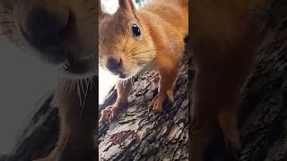 Геленджикские белки 🐿 #природа #зверьки #shorts