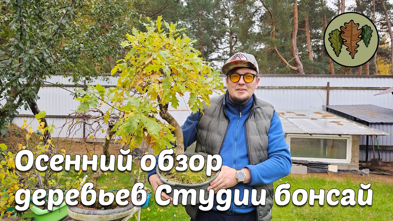 Осенний обзор деревьев Студии бонсай @Studio.Bonsai #бонсай #garden # ...