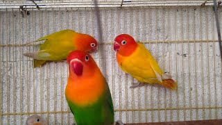 🦜🕊️🕊️Sleep Inducer: Nature's Flute by Lovebird's Chirping' family lovebird by Relax the sound lovebird 503 views 1 month ago 1 hour, 51 minutes