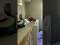Fat Cat Chases Spin Cycle #funnycats #funnycat funny cat #pets