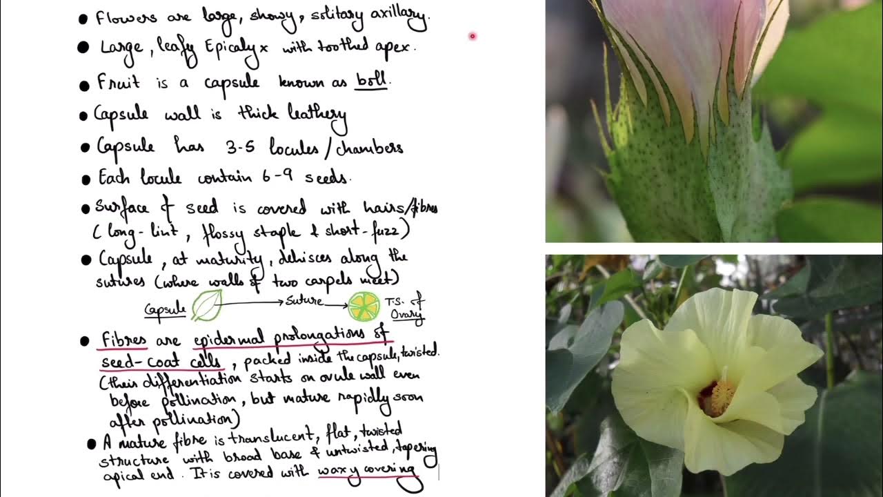 Fibreyielding Plants YouTube