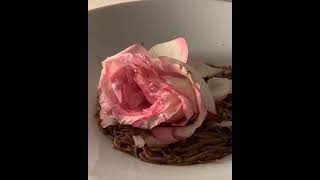 Fails Of The Week Worms Vs Rose 10 Hours But Nothing