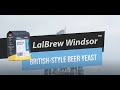 LALBREW WINDSOR邃 LIEVITO DI BIRRA IN STILE BRITANNICO LALBREW WINDSOR邃 LIEVITO DI BIRRA IN STILE BRITANNICO