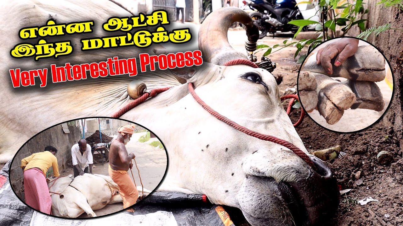 லாடம் கட்டுவது எப்படி?  | Ladam  Make Bull Shoe | மாட்டிற்கு லாடம் கட்டுதல் | W360