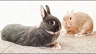 My Bunny Feeding Routine  Netherland Dwarf Rabbits  Family Pet Vlog