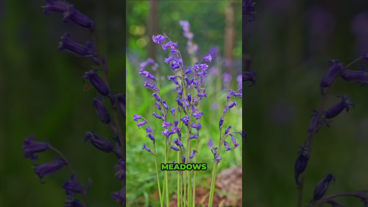 Celebrating a Life, Not Just Saying Goodbye