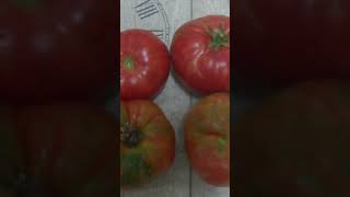 Tomates #tomato