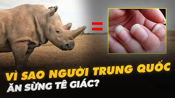 VÌ SAO NGƯỜI TRUNG QUỐC ĂN SỪNG TÊ GIÁC?