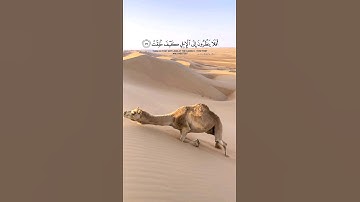 أفلا ينظرون إلى الإبل كيف خلقت || بصوت القارئ خالد الجليل
