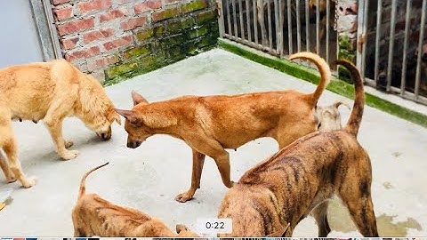 CHÓ PHÚ QUỐC . H’ MONG CỘC ,XÙ BẮC HÀ PHƠI NẮNG/ Nguyễn Hải sdt và Zalo:0944374889 tại hải phòng