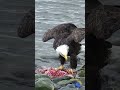 🦅 Bald Eagle feasting on Sea Otter 🦦 #Shorts