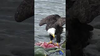 🦅 Bald Eagle feasting on Sea Otter 🦦 #Shorts