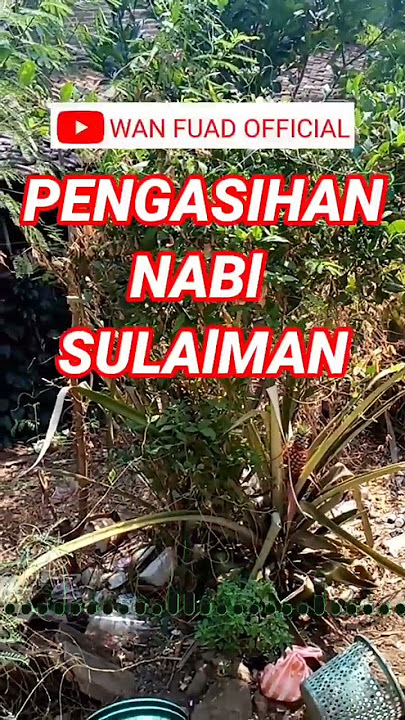 Pengasihan Nabi Sulaiman