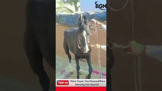 "Equestrian Elegance: Payal, The Marwadi Mare, Dazzles with Five Dance Styles!" #breakingnews#news