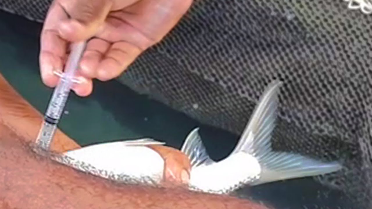 Fish Inject Fish Injection For Breeding || Fish Lover 🐟 - YouTube