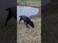 boo boo swimming 2