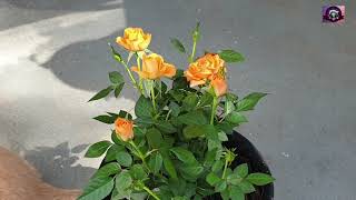Hauling Roses and replanting