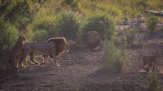 Playful Lion cubs greet Mom & Dad - Kruger National Park