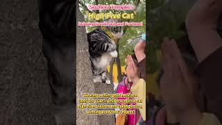 Suzhou Xiyuan Temples High-Five Cat Goes Viral Tangdoubringing Good Luck And Fortune