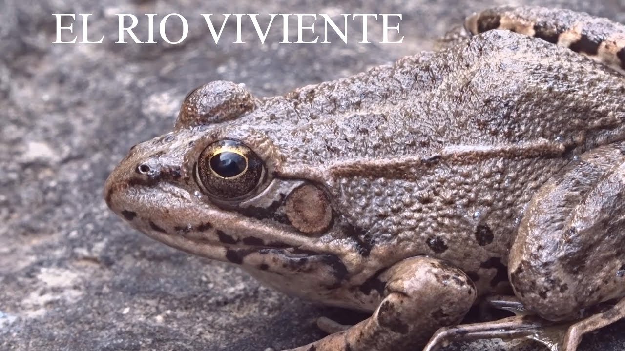 Episodio undécimo: El río viviente - YouTube