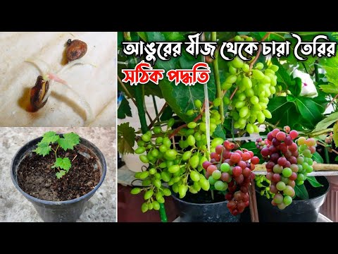 ভিডিও: একটি বিচ গাছের বীজ দেখতে কেমন?